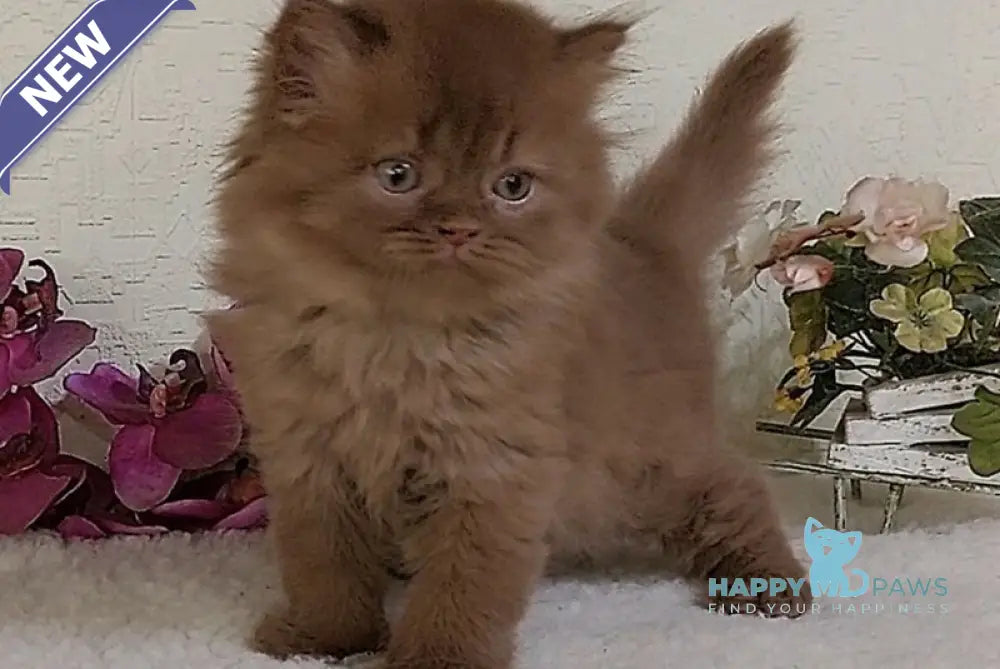 Ellie British Longhair female cinnamon live animals