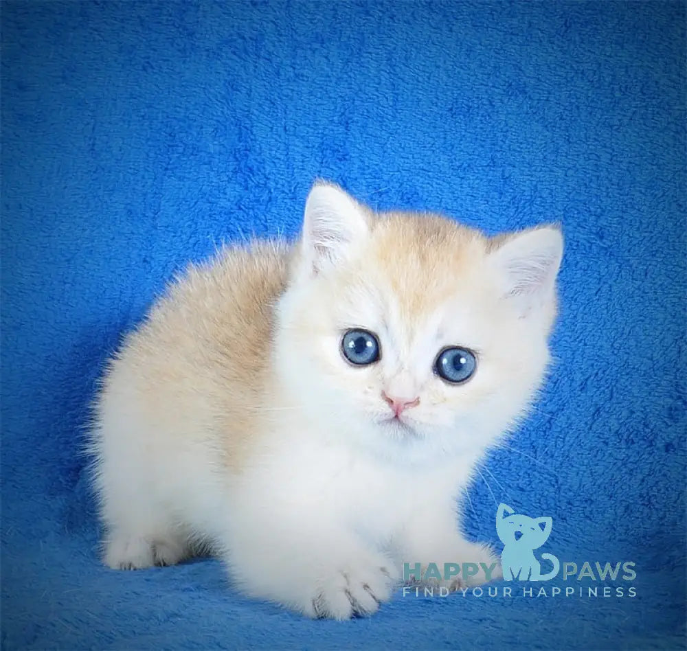 Ellie British Shorthair female black golden shaded live animals