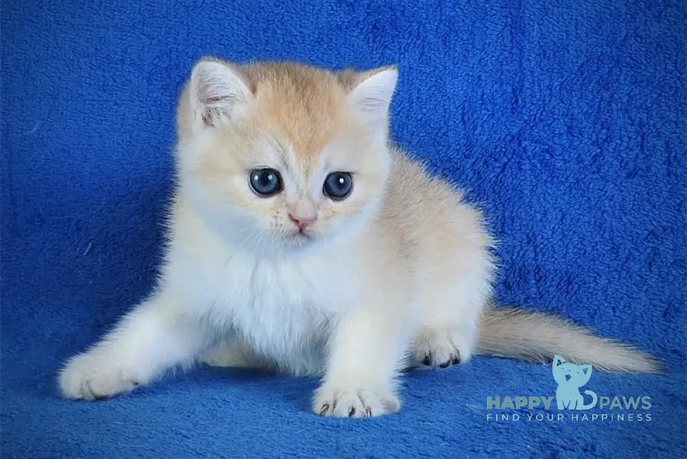 Ellie British Shorthair female black golden shaded live animals