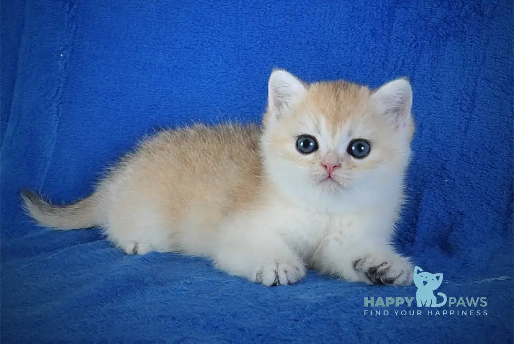 Ellie British Shorthair female black golden shaded live animals