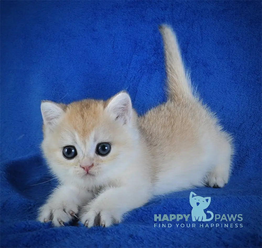 Ellie British Shorthair female black golden shaded live animals