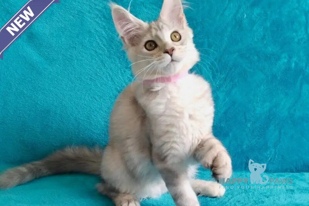 Ellie Maine Coon ауmale black tortie silver tabby live animals