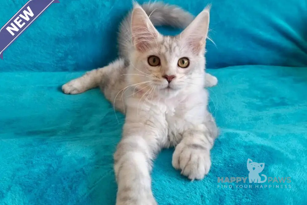 Ellie Maine Coon ауmale black tortie silver tabby live animals
