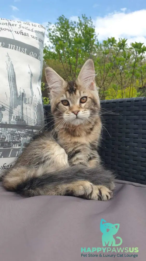 Ellie Maine Coon female black ticked tabby - live animals