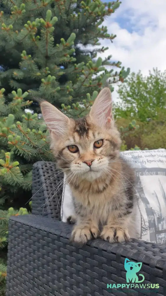 Ellie Maine Coon female black ticked tabby - live animals