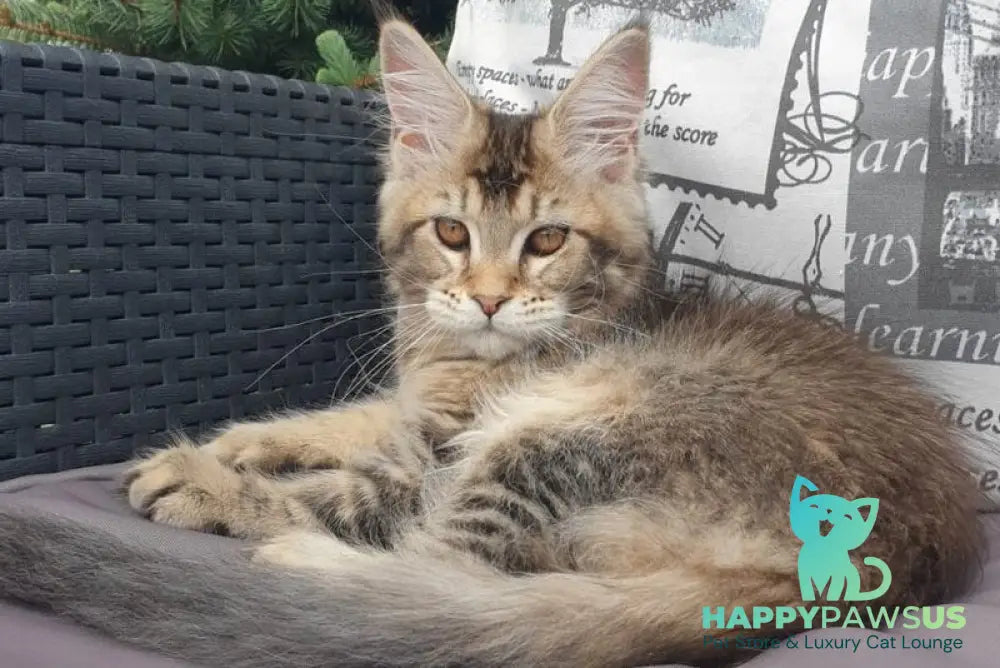 Ellie Maine Coon female black ticked tabby - live animals