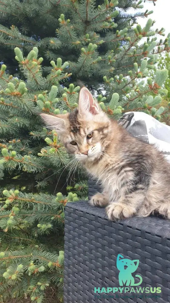 Ellie Maine Coon female black ticked tabby - live animals