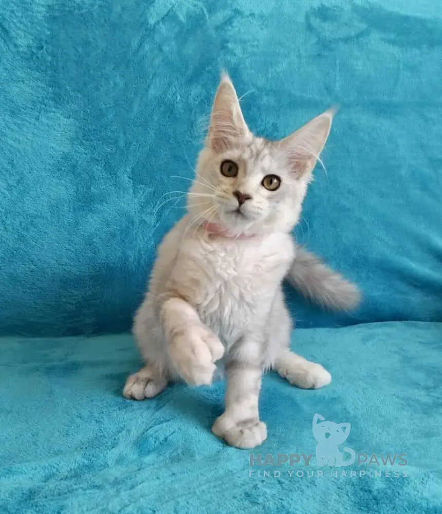 Ellie Maine Coon ауmale black tortie silver tabby live animals