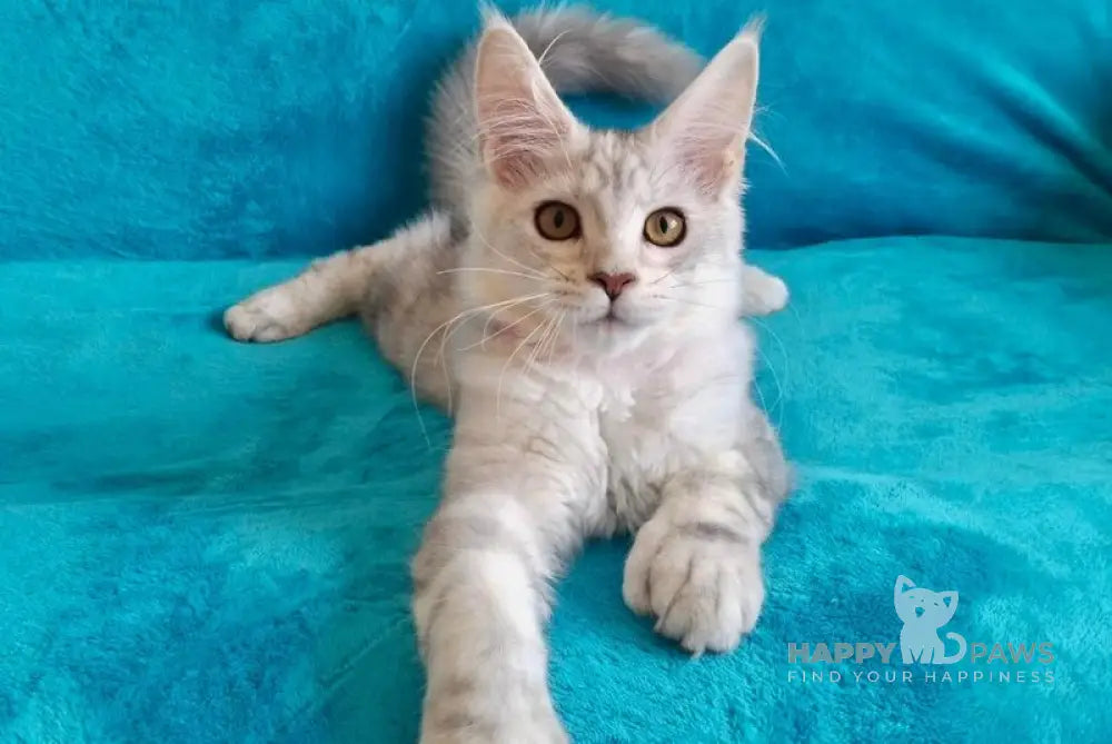 Ellie Maine Coon ауmale black tortie silver tabby live animals
