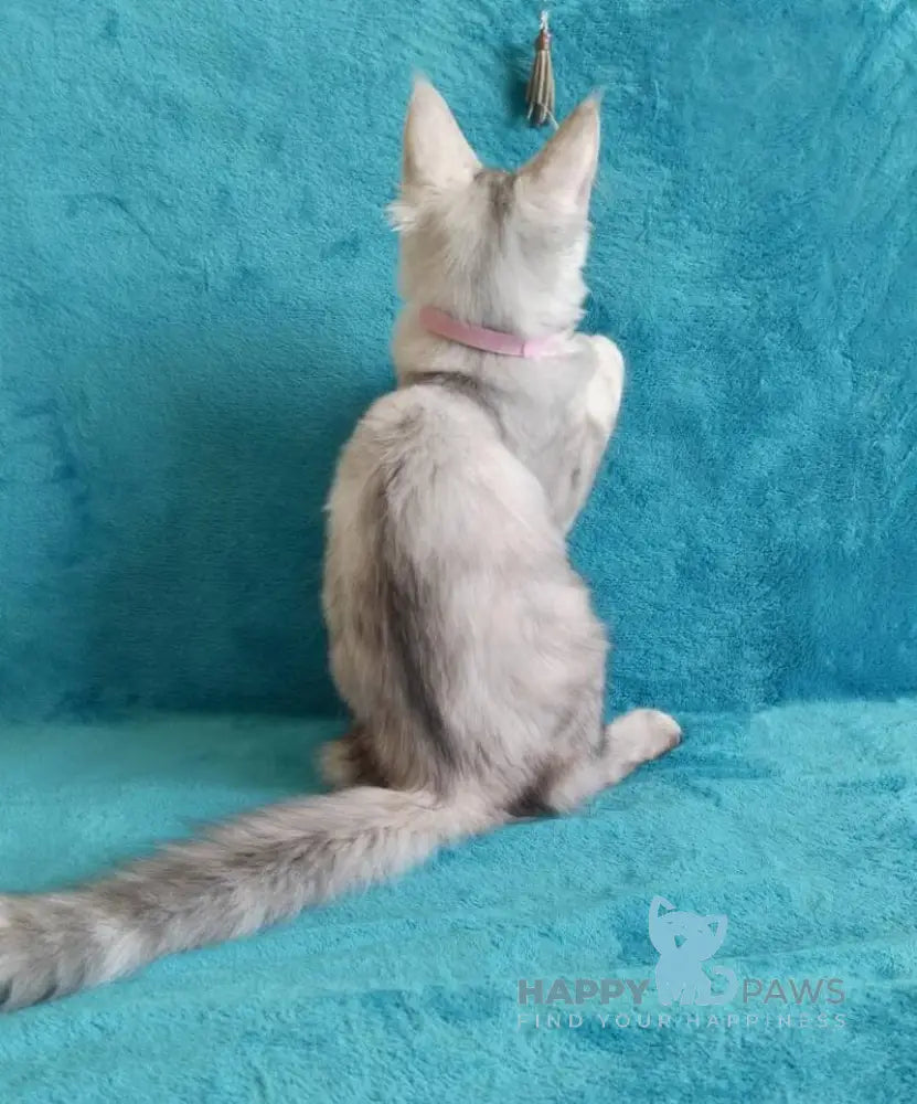 Ellie Maine Coon ауmale black tortie silver tabby live animals