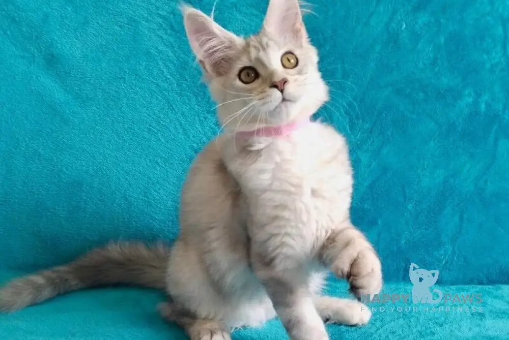 Ellie Maine Coon ауmale black tortie silver tabby live animals