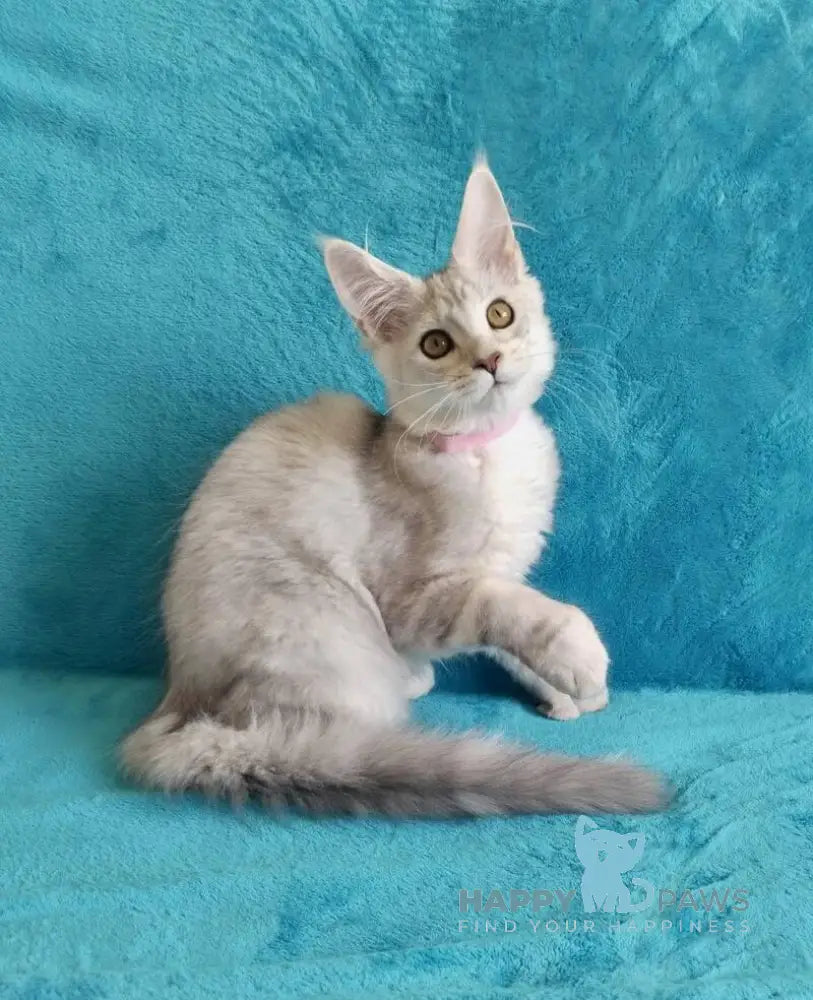 Ellie Maine Coon ауmale black tortie silver tabby live animals