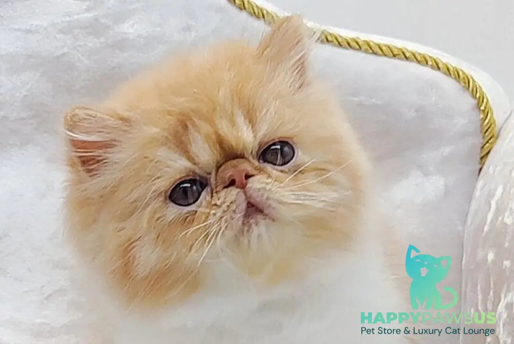 Ellie Persian female red bicolour - live animals