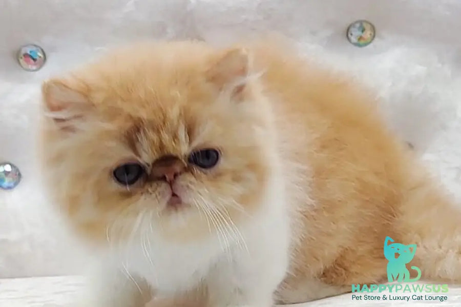 Ellie Persian female red bicolour - live animals