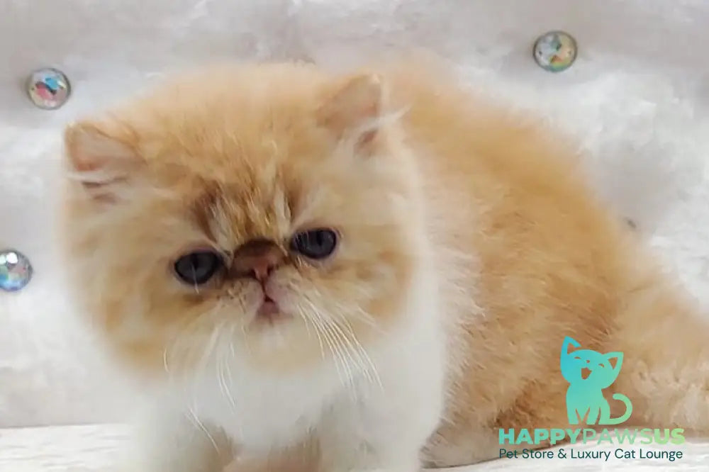 Ellie Persian female red bicolour - live animals