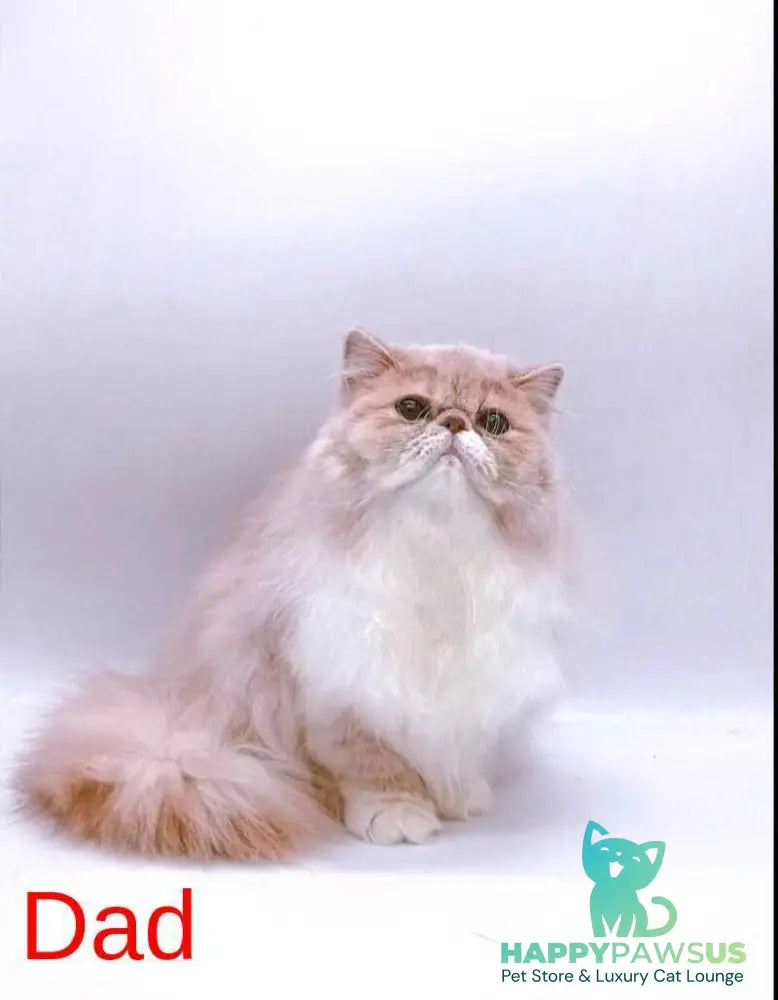 Ellie Persian female red bicolour - live animals