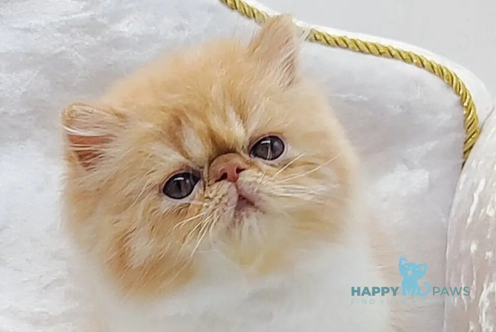 Ellie Persian female red bicolour - live animals