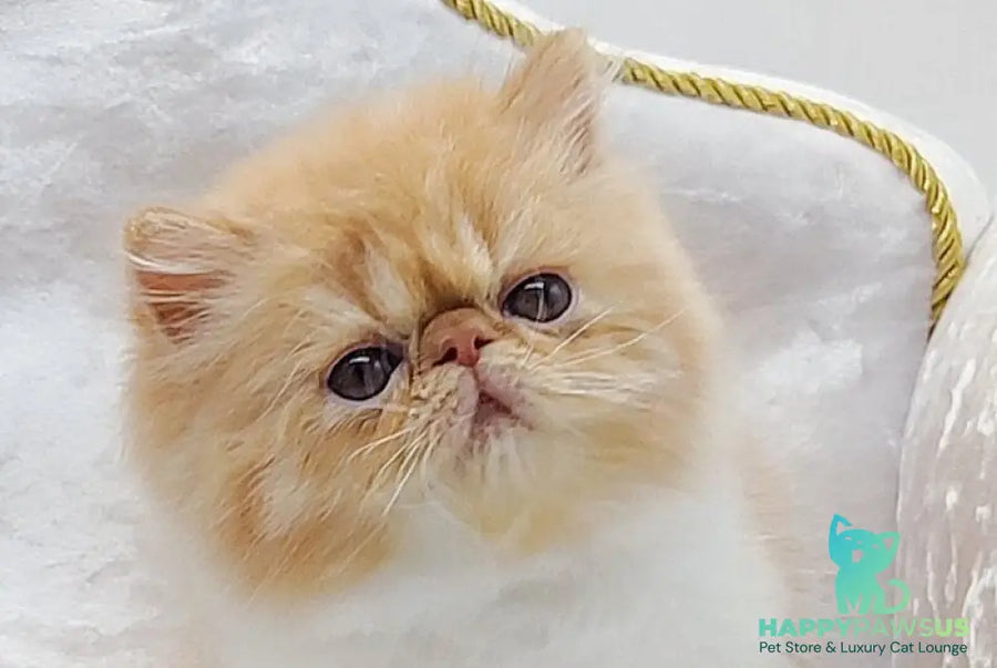 Ellie Persian female red bicolour - live animals