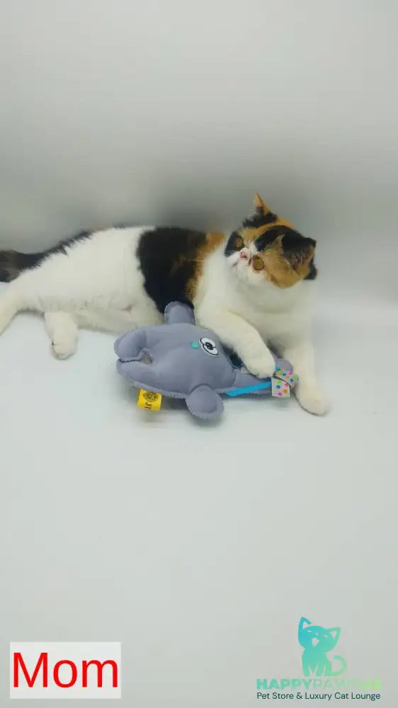 Ellie Persian female red bicolour - live animals