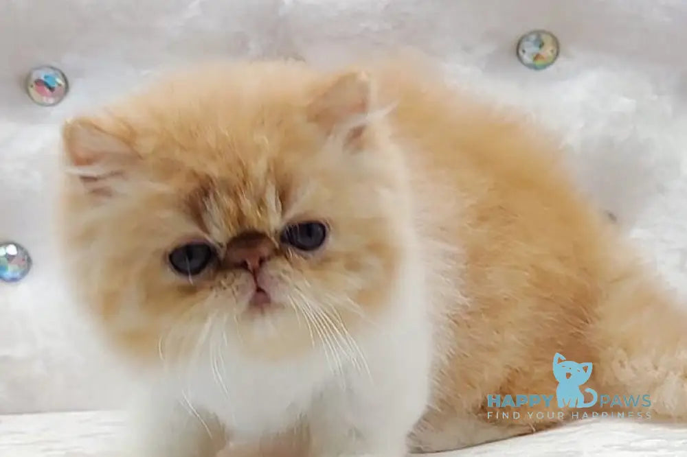 Ellie Persian female red bicolour - live animals