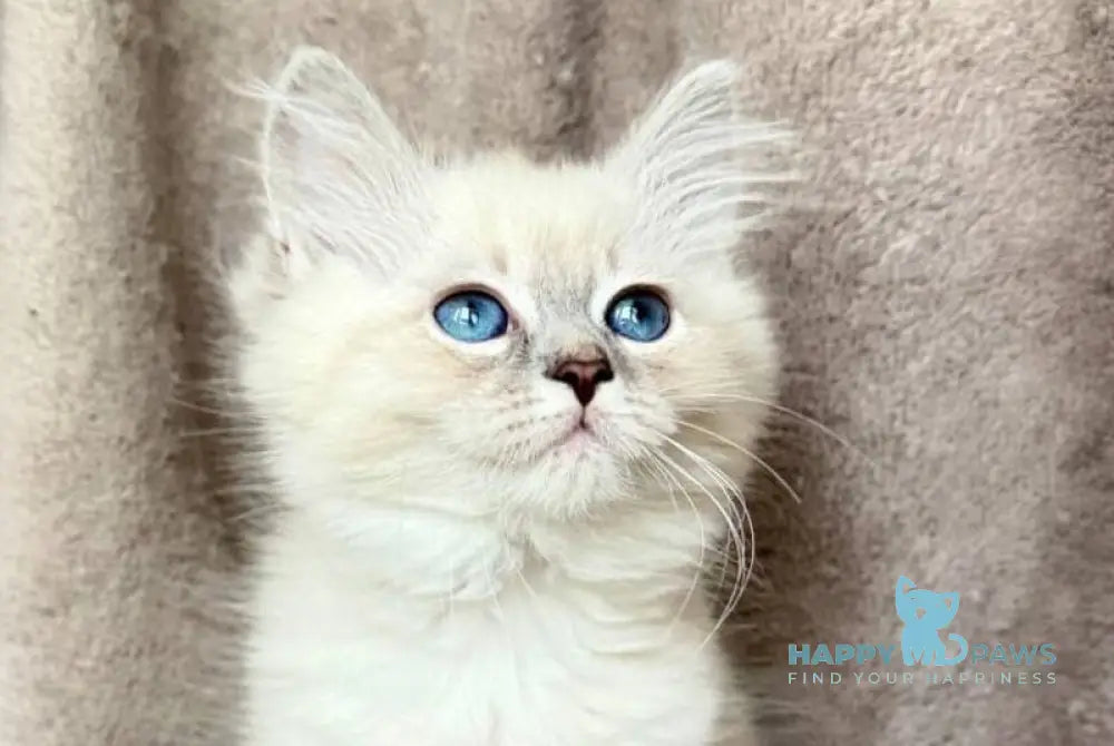 Ellie Siberian female blue tabby pointed live animals