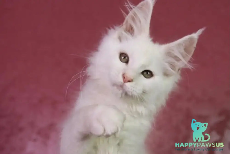 Elliot Maine Coon male cream silver chinchilla - live animals