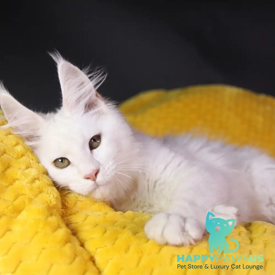 Elliot Maine Coon male cream silver chinchilla - live animals