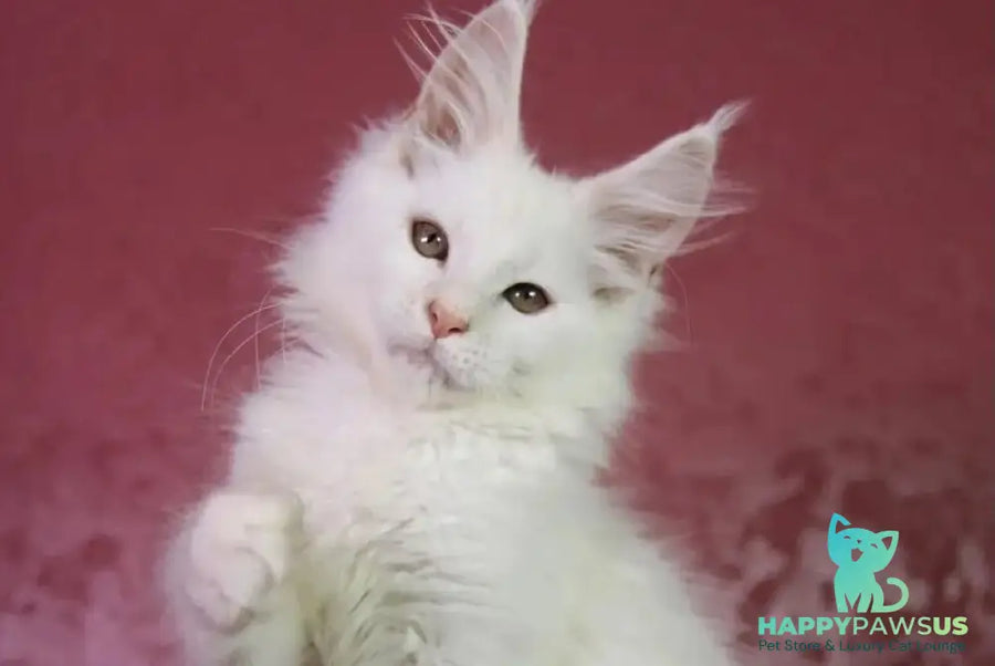 Elliot Maine Coon male cream silver chinchilla - live animals