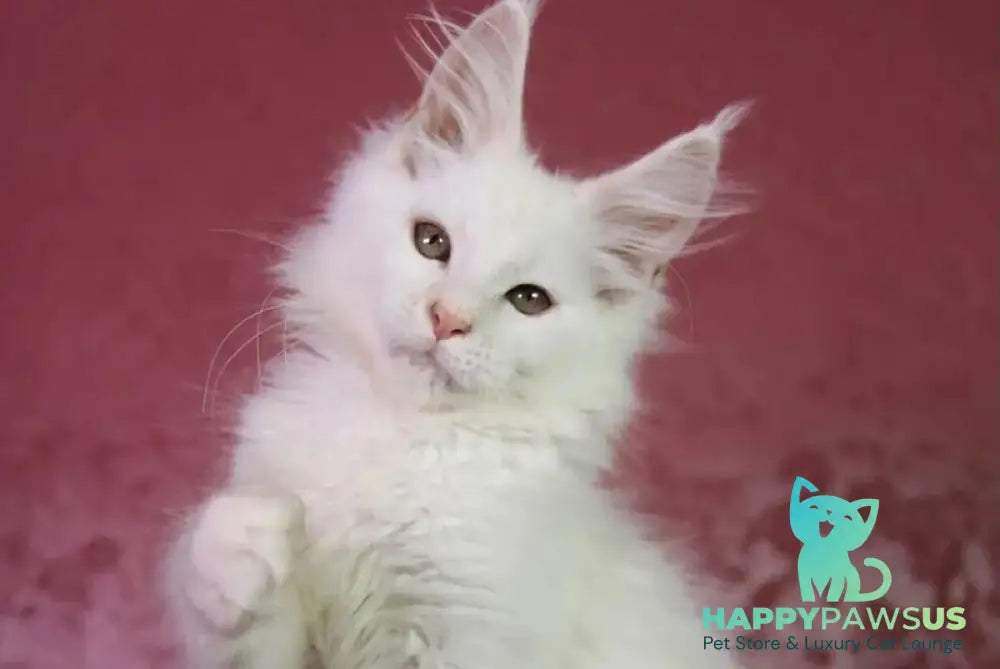 Elliot Maine Coon male cream silver chinchilla - live animals