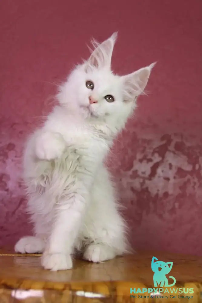 Elliot Maine Coon male cream silver chinchilla - live animals