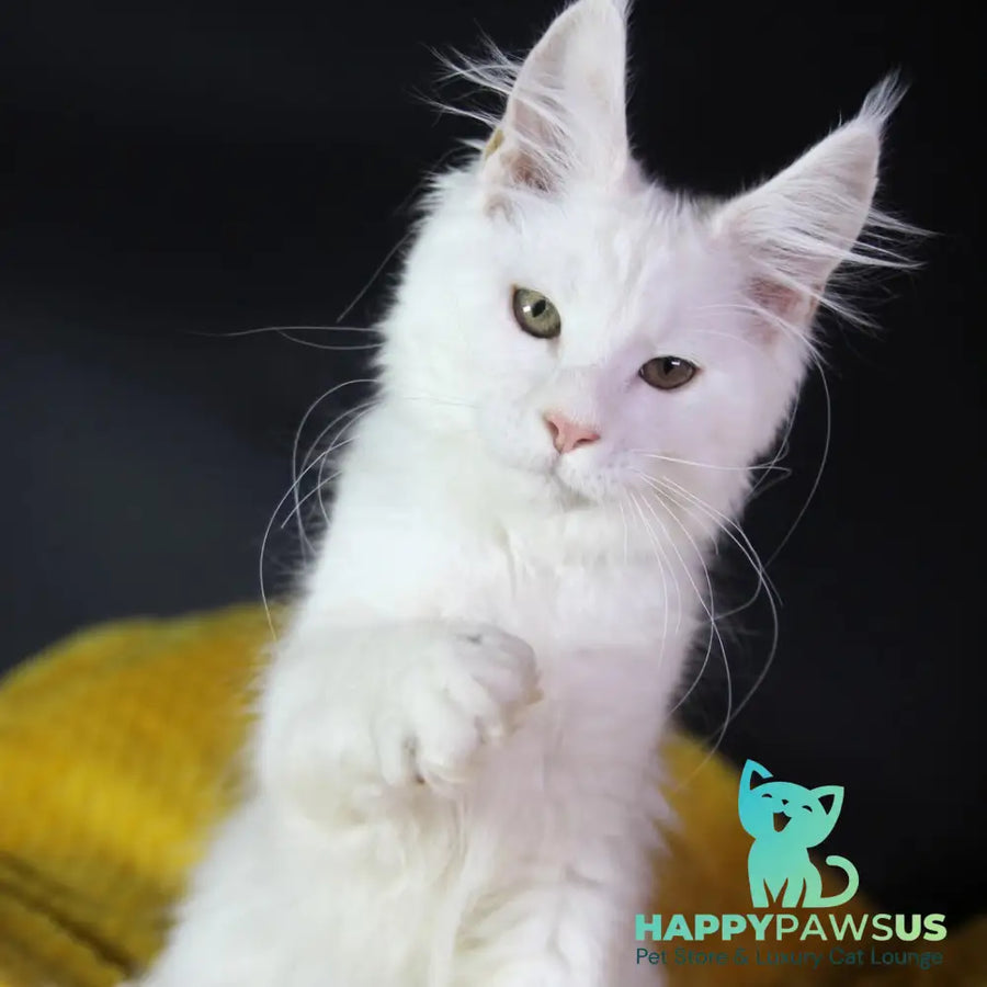 Elliot Maine Coon male cream silver chinchilla - live animals