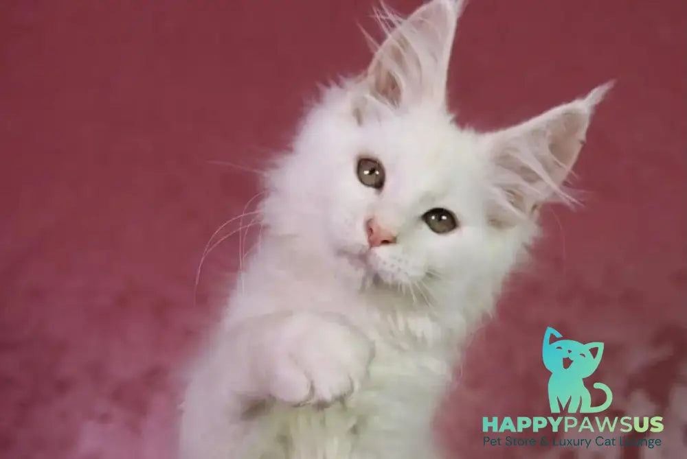 Elliot Maine Coon male cream silver chinchilla - live animals
