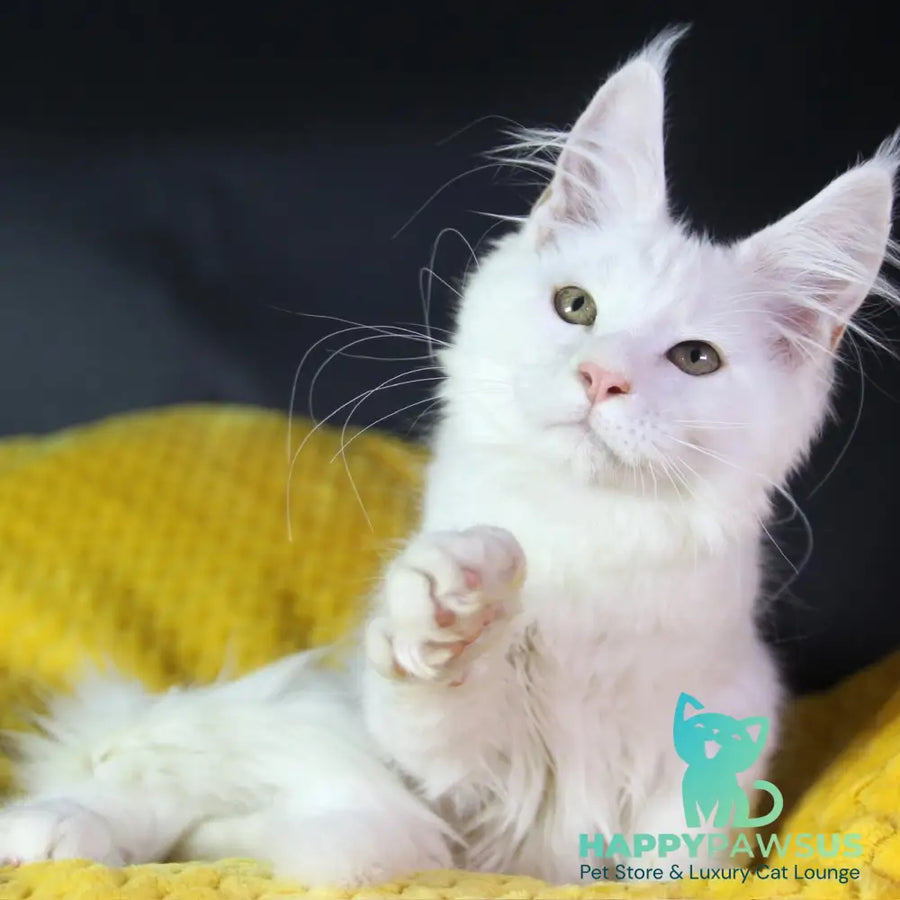 Elliot Maine Coon male cream silver chinchilla - live animals