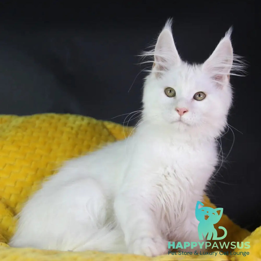 Elliot Maine Coon male cream silver chinchilla - live animals