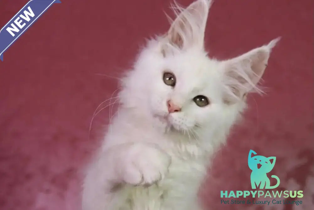 Elliot Maine Coon male cream silver chinchilla - live animals
