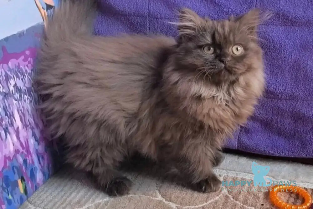 Elly British Longhair female chocolate live animals