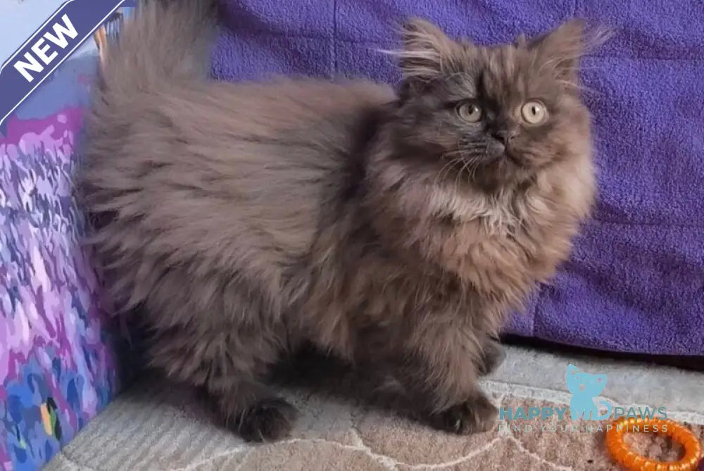 Elly British Longhair female chocolate live animals