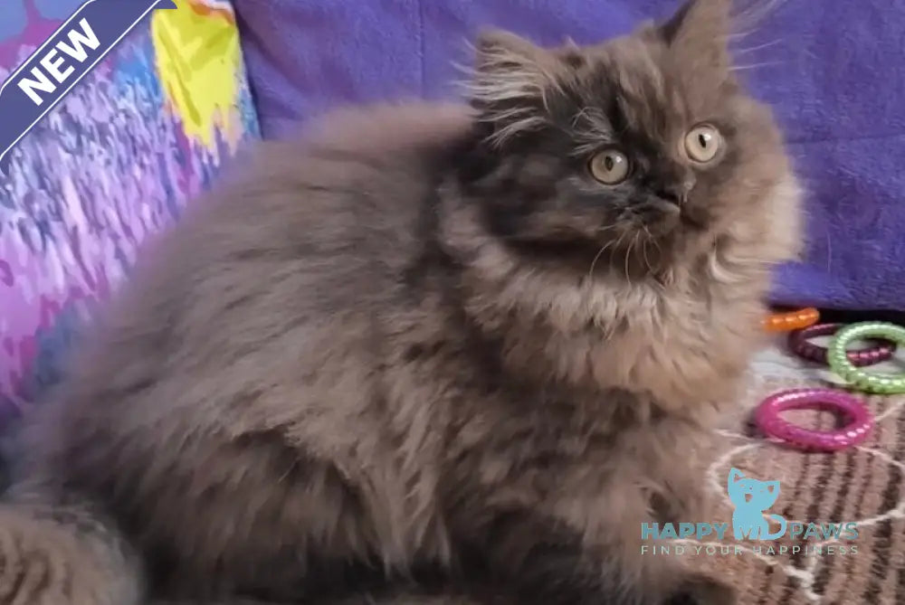 Elly British Longhair female chocolate live animals