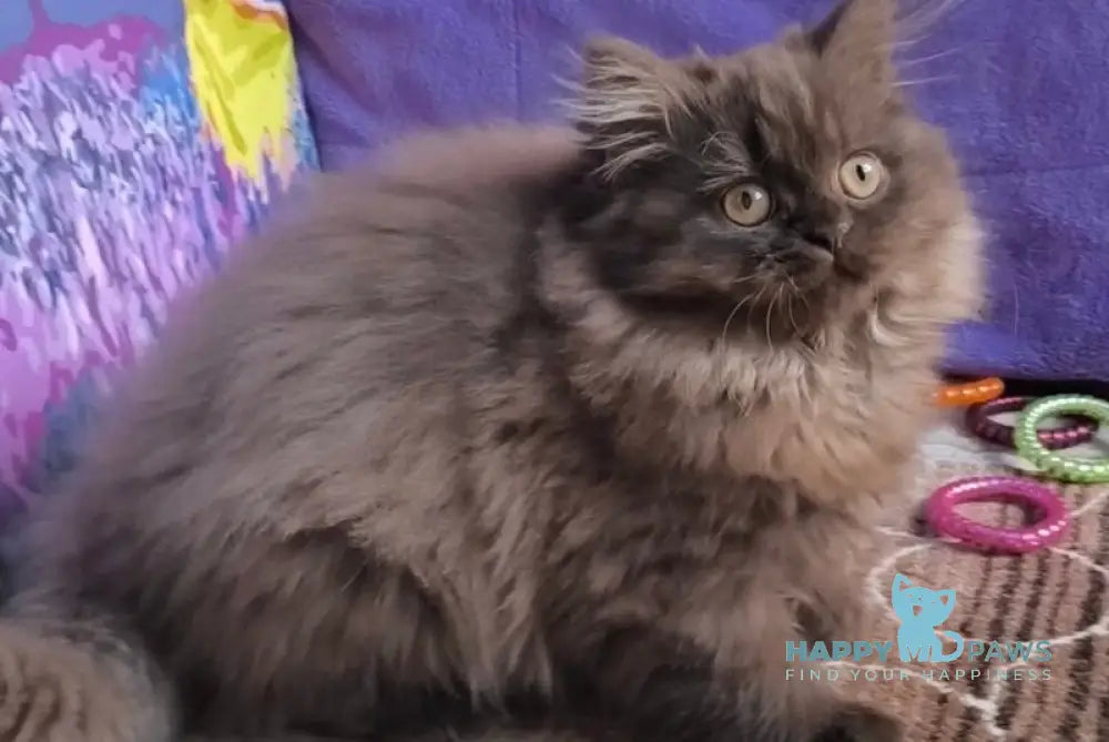 Elly British Longhair female chocolate live animals
