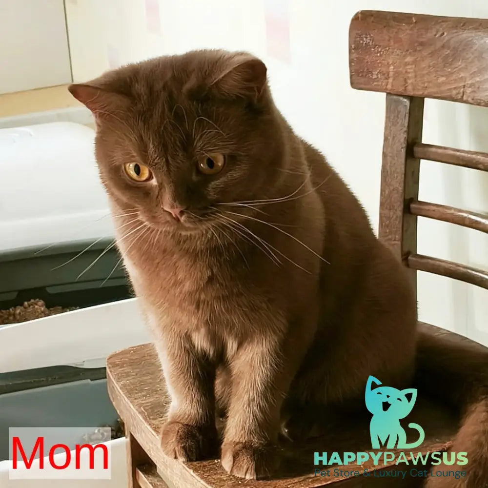 Elly British Shorthair female cinnamon - live animals