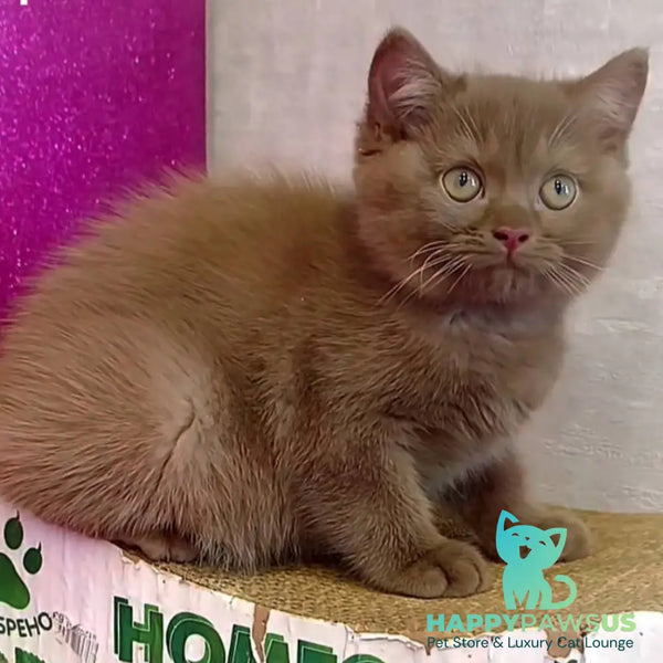 Elly British Shorthair female cinnamon - live animals