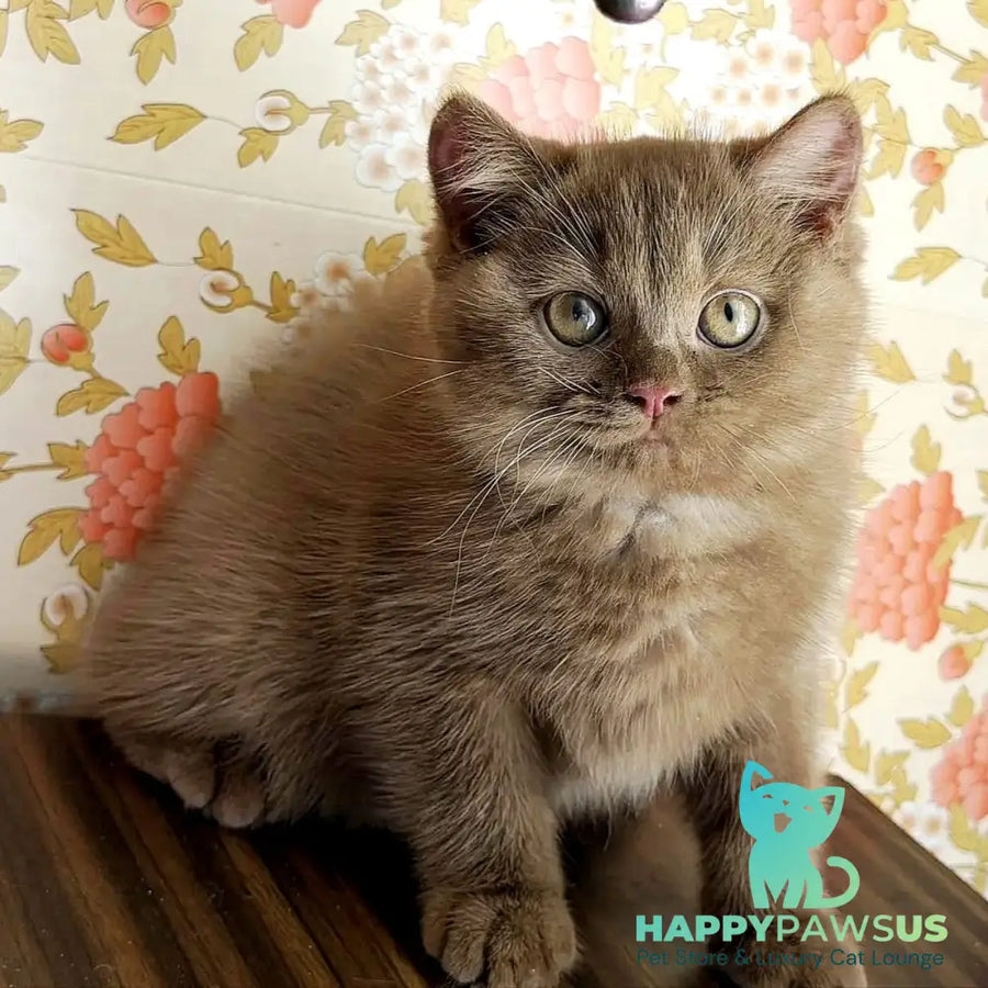 Elly British Shorthair female cinnamon - live animals