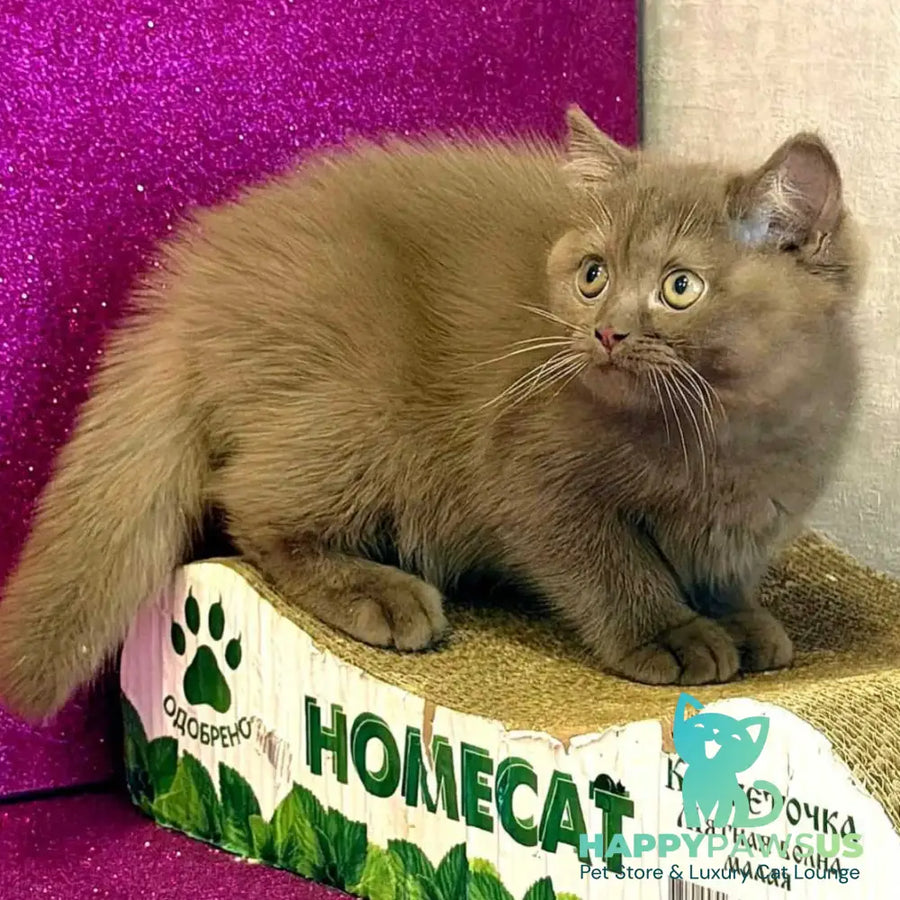 Elly British Shorthair female cinnamon - live animals