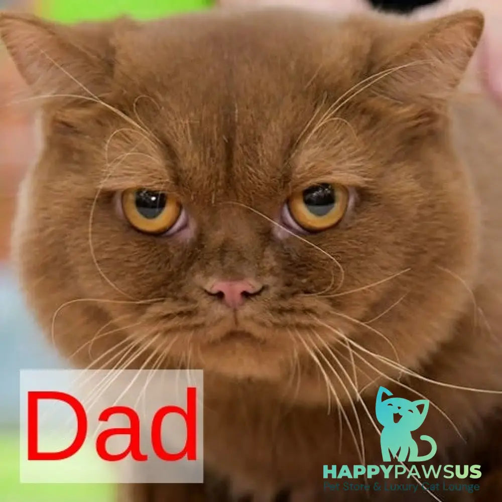 Elly British Shorthair female cinnamon - live animals