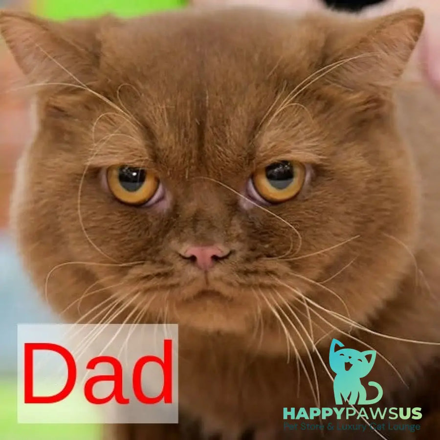 Elly British Shorthair female cinnamon - live animals