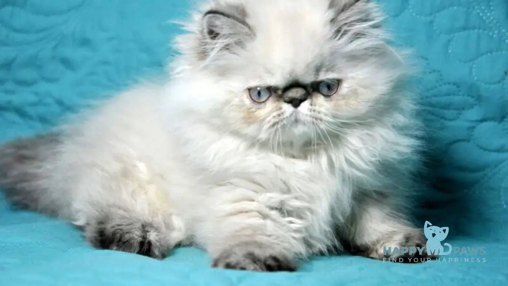 Elly Persian female seal tabby pointed live animals