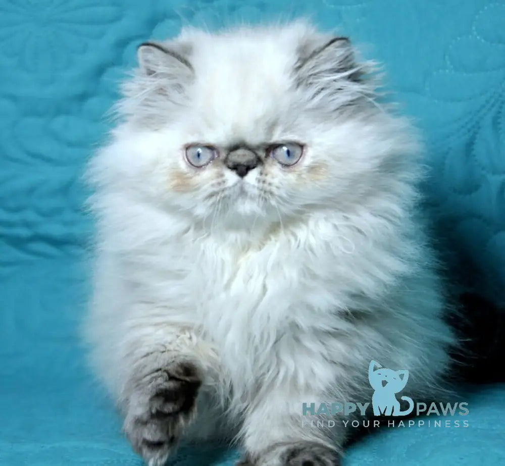 Elly Persian female seal tabby pointed live animals