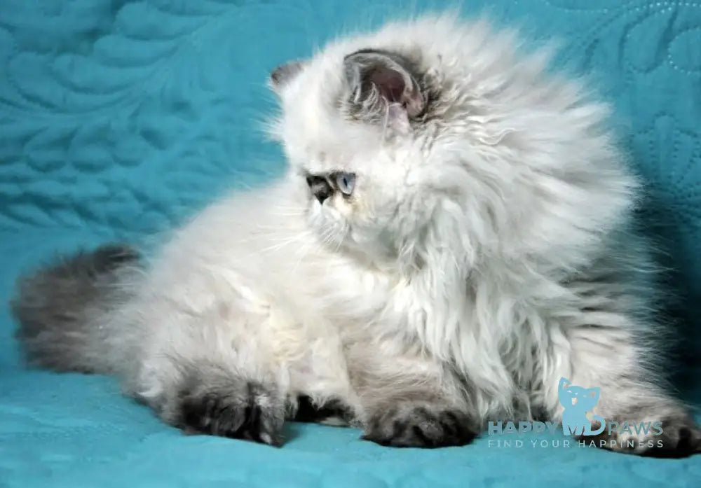 Elly Persian female seal tabby pointed live animals