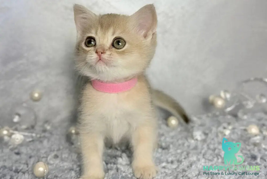 Elmira Scottish Straight female blue golden shaded - live animals