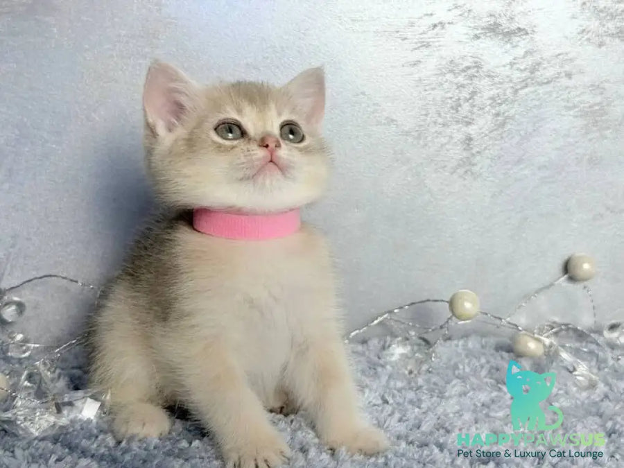 Elmira Scottish Straight female blue golden shaded - live animals
